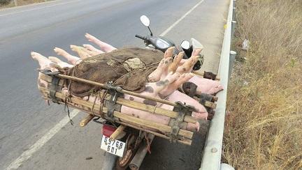 3 varkens op een scooter